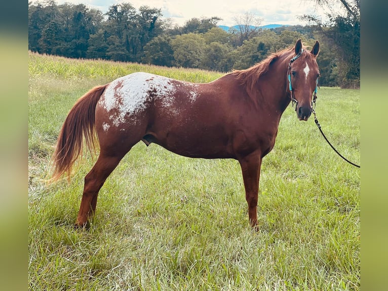 American Quarter Horse Gelding 9 years Chestnut in Millersburg PA