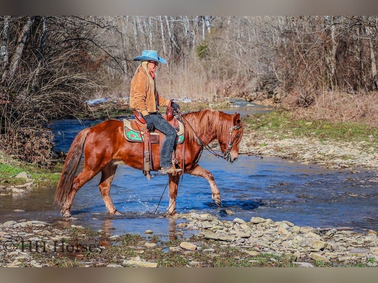 American Quarter Horse Gelding 9 years Chestnut in flemingsburg Ky