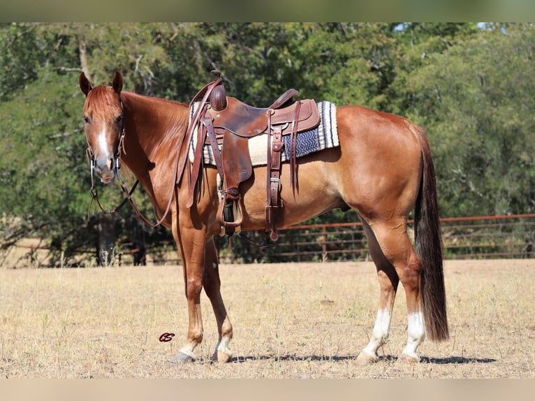 American Quarter Horse Gelding 9 years Chestnut in Graham TX