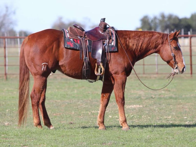 American Quarter Horse Gelding 9 years Chestnut in Lipan TX