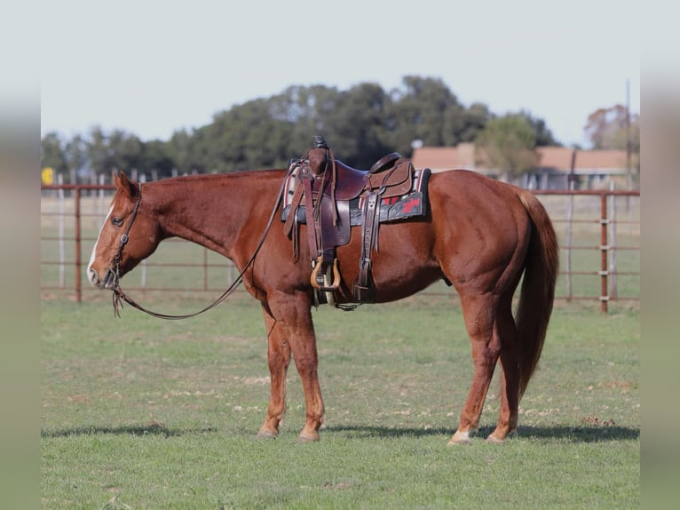 American Quarter Horse Gelding 9 years Chestnut in Lipan TX