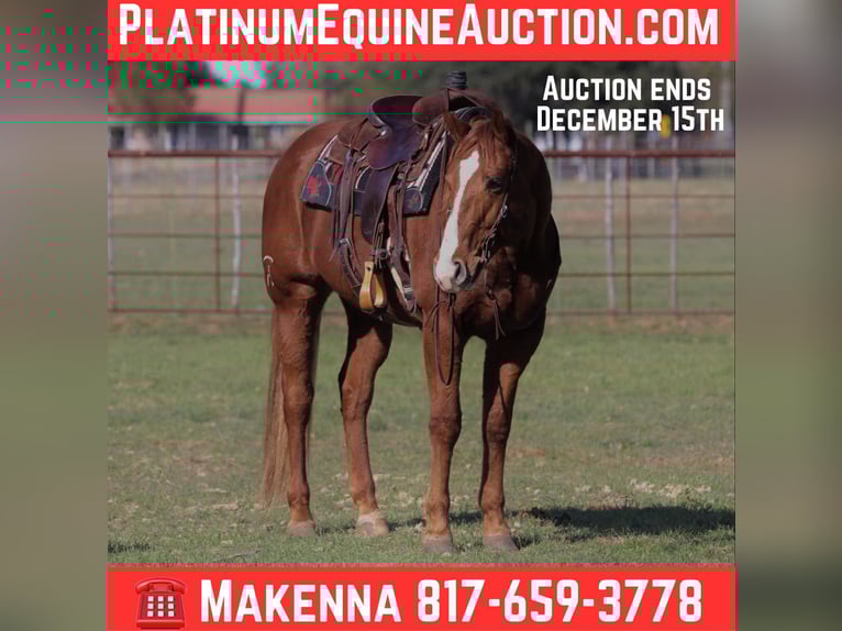 American Quarter Horse Gelding 9 years Chestnut in Lipan TX