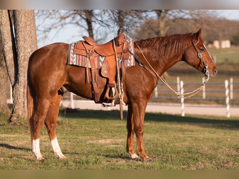 American Quarter Horse Gelding 9 years Chestnut in Mountain Grove Mo