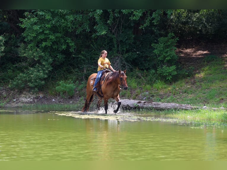 American Quarter Horse Gelding 9 years Dun in Terrell