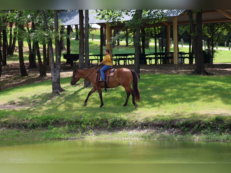 American Quarter Horse Gelding 9 years Dun in Terrell