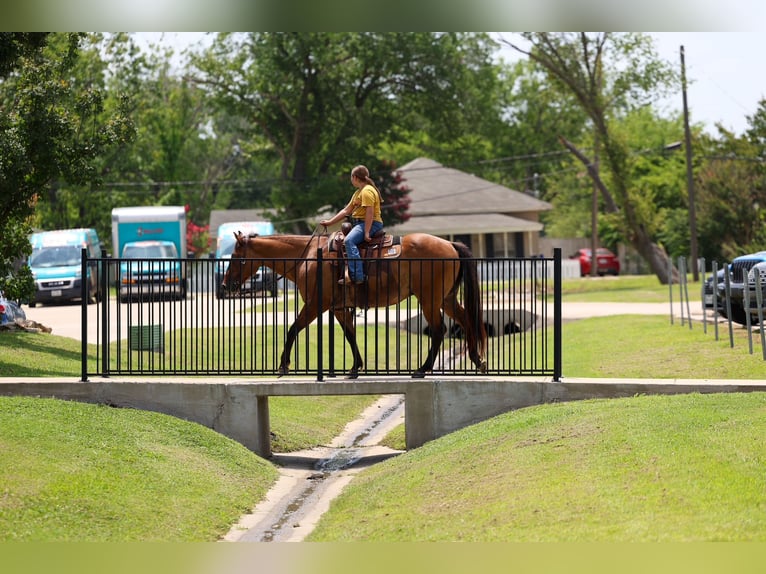 American Quarter Horse Gelding 9 years Dun in Terrell