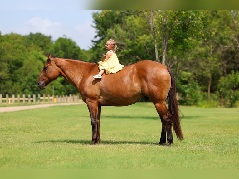 American Quarter Horse Gelding 9 years Dun in Terrell