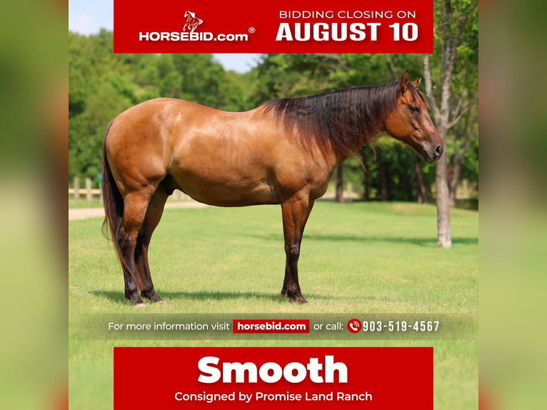 American Quarter Horse Gelding 9 years Dun in Terrell
