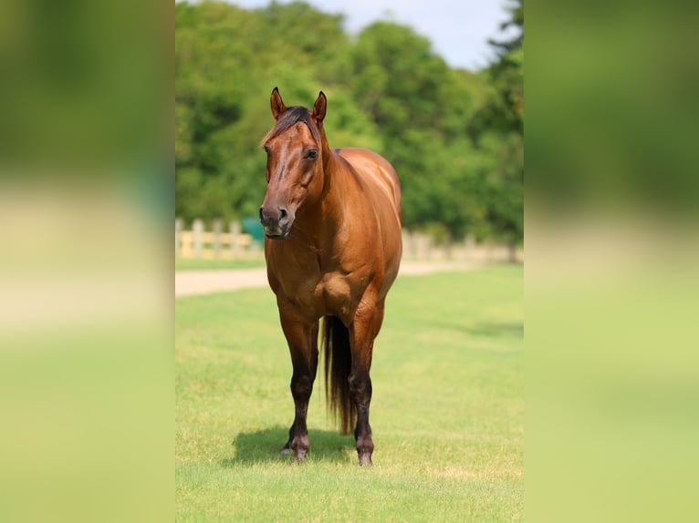 American Quarter Horse Gelding 9 years Dun in Terrell