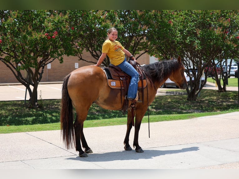 American Quarter Horse Gelding 9 years Dun in Terrell