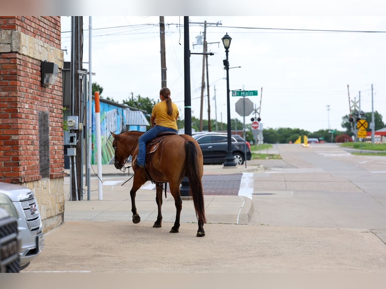 American Quarter Horse Gelding 9 years Dun in Terrell
