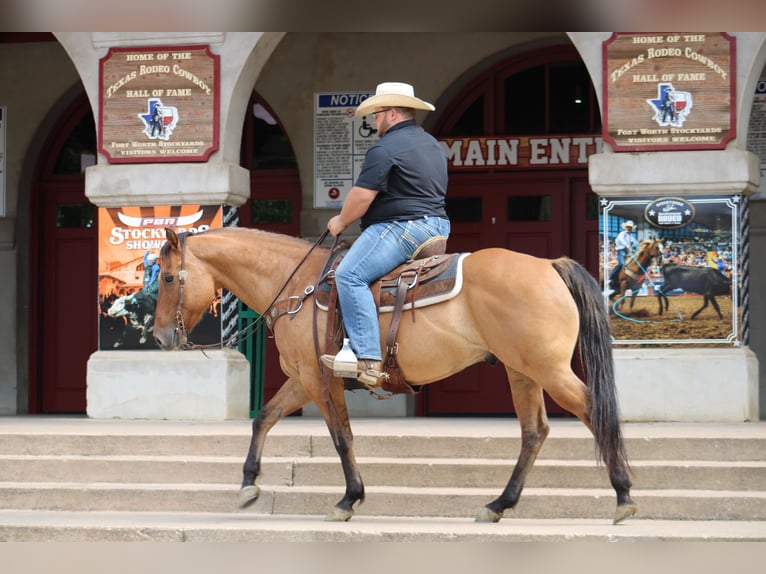 American Quarter Horse Gelding 9 years Dun in Morgan Mill Tx