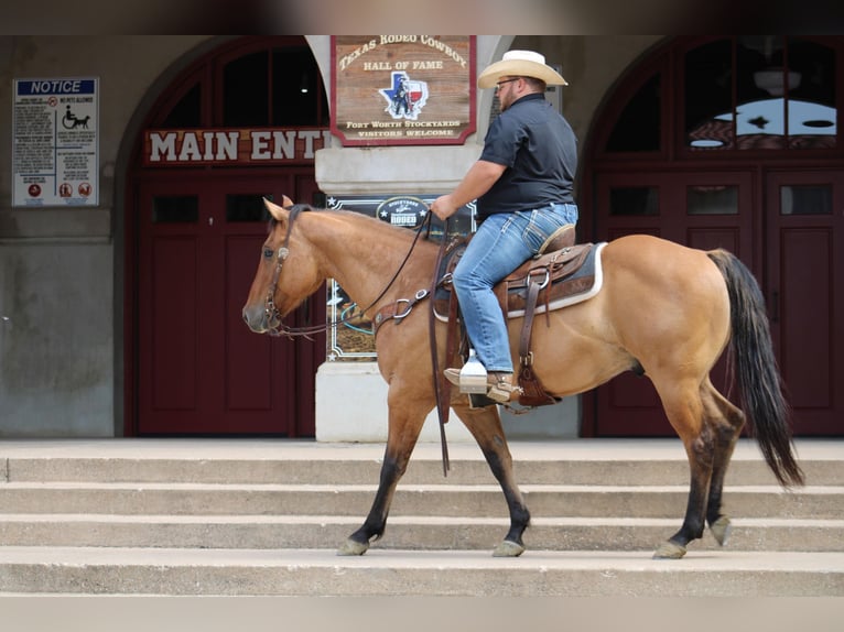American Quarter Horse Gelding 9 years Dun in Morgan Mill Tx