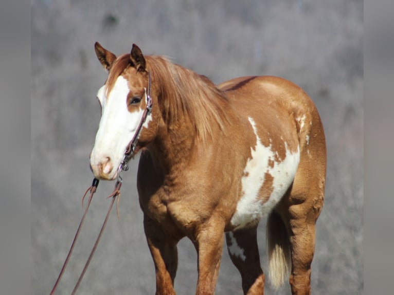 American Quarter Horse Gelding 9 years Dun in Brodhead, KY