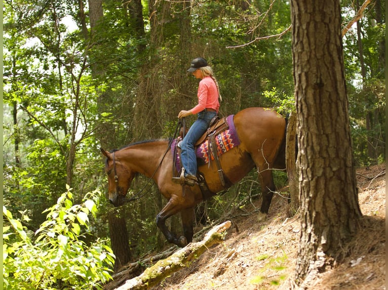 American Quarter Horse Gelding 9 years Dun in Huntsville TX