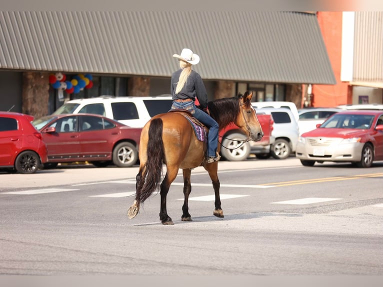 American Quarter Horse Gelding 9 years Dun in Huntsville TX