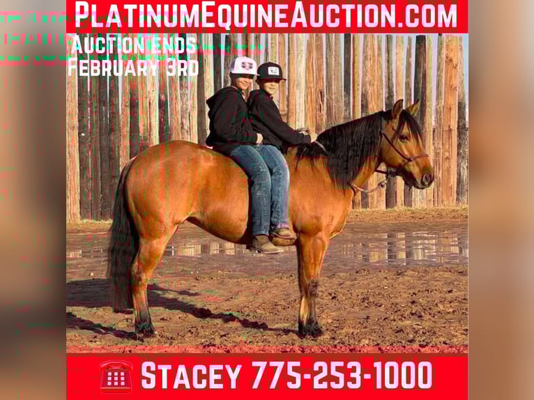 American Quarter Horse Gelding 9 years Dun in Dublin TX