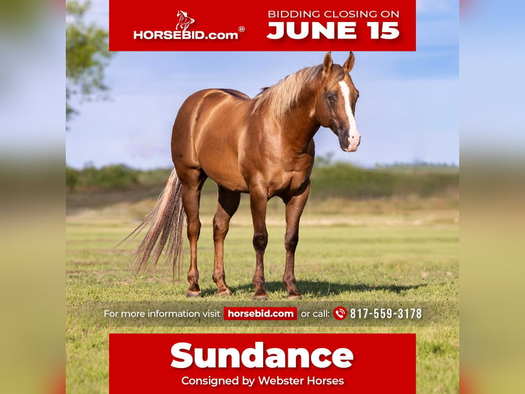 American Quarter Horse Gelding 9 years Dunalino in Ponder