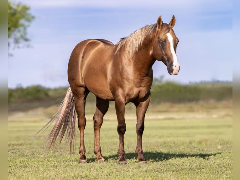 American Quarter Horse Gelding 9 years Dunalino in Ponder