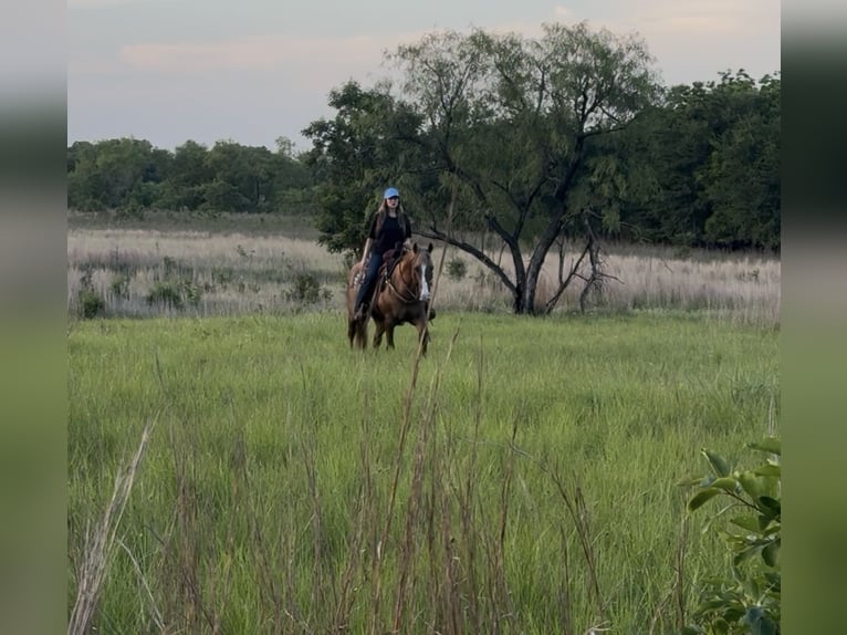 American Quarter Horse Gelding 9 years Dunalino in Ponder