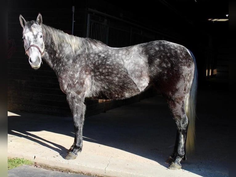 American Quarter Horse Gelding 9 years Gray-Dapple in Allentown, NJ