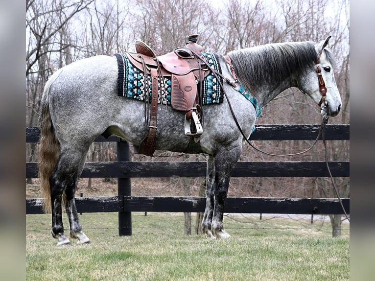 American Quarter Horse Gelding 9 years Gray-Dapple in Dundee, OH