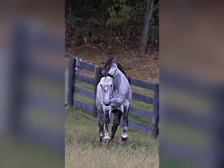 American Quarter Horse Gelding 9 years Gray-Dapple in Dundee, OH