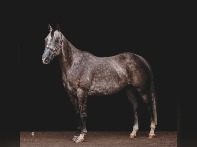 American Quarter Horse Gelding 9 years Gray-Dapple in everett Pa
