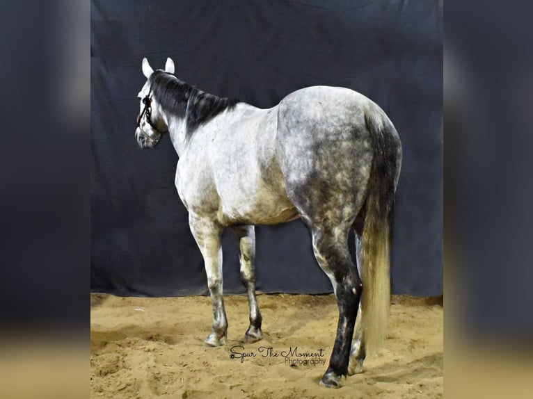 American Quarter Horse Gelding 9 years Gray-Dapple in Lisbon, IA