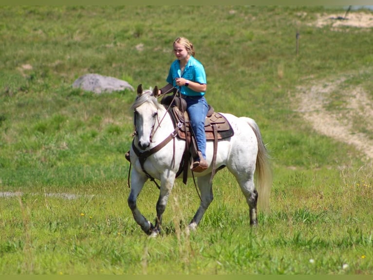 American Quarter Horse Gelding 9 years Gray in Clarion, PA