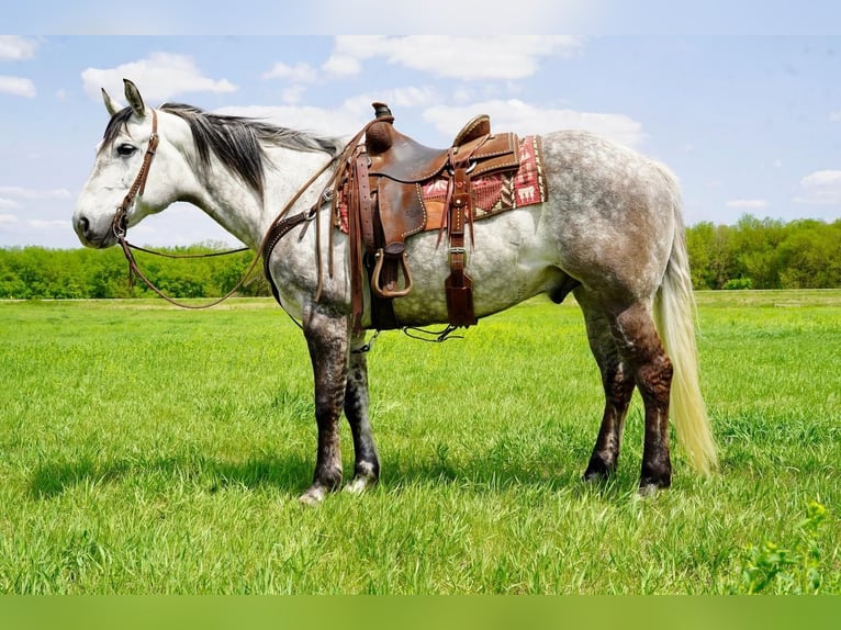 American Quarter Horse Gelding 9 years Gray in Valley Springs, SD