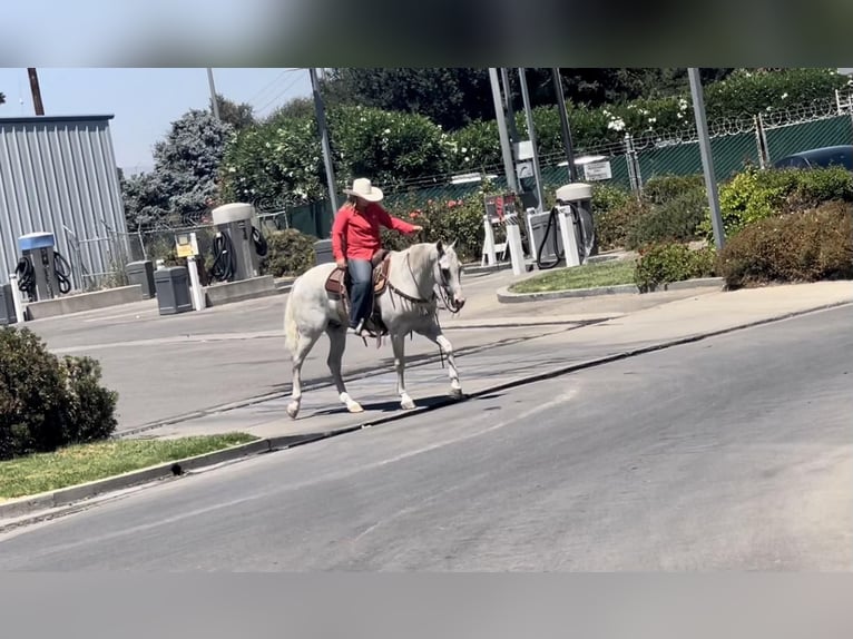 American Quarter Horse Gelding 9 years Gray in BITTERWATER, CA