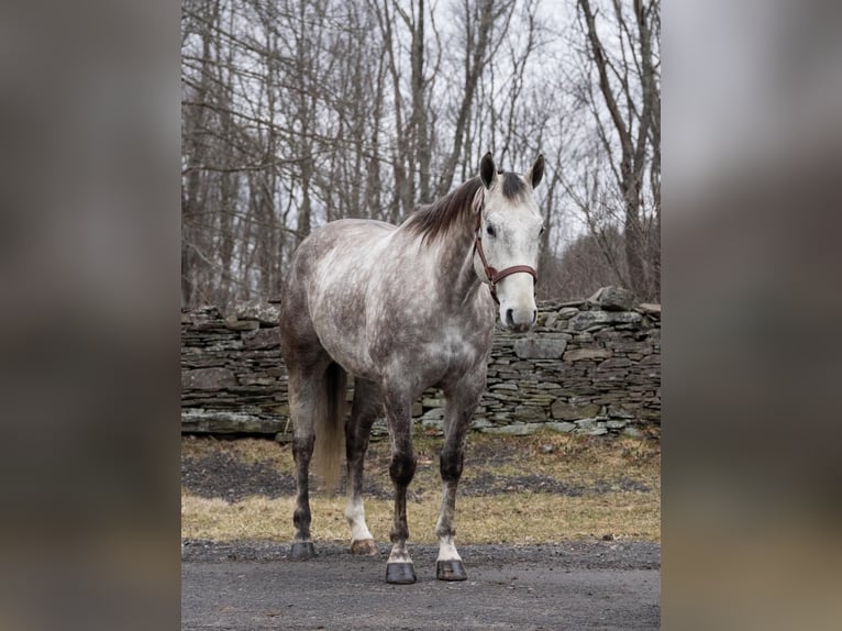 American Quarter Horse Gelding 9 years Gray in Everett PA