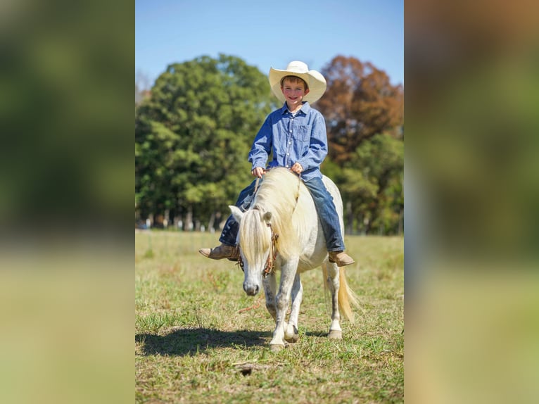 American Quarter Horse Gelding 9 years Grey in Benton KY