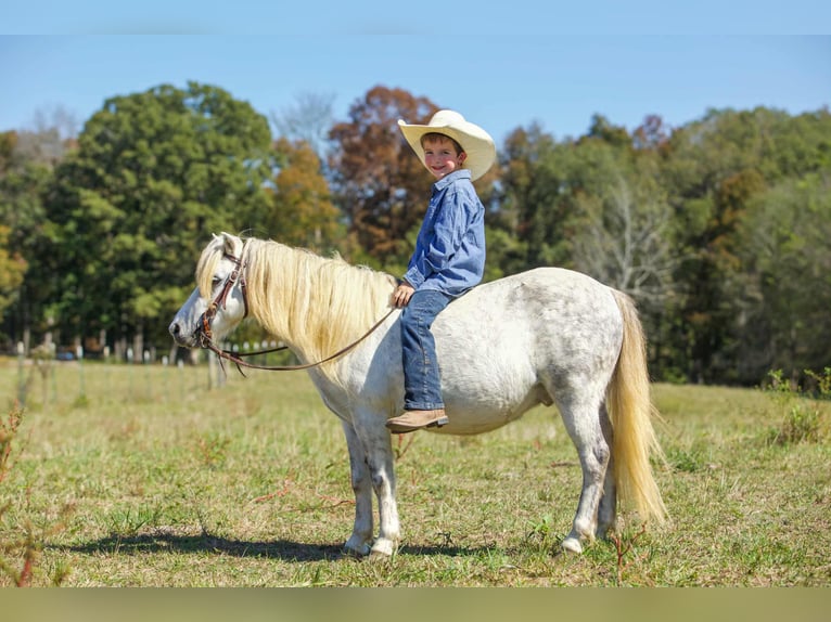 American Quarter Horse Gelding 9 years Grey in Benton KY