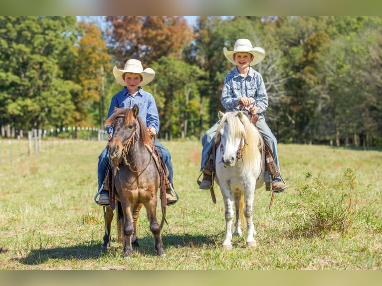 American Quarter Horse Gelding 9 years Grey in Benton KY