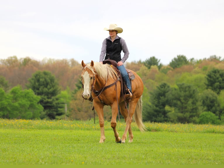American Quarter Horse Gelding 9 years Palomino in Clarion