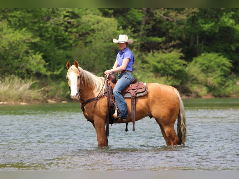 American Quarter Horse Gelding 9 years Palomino in Clarion