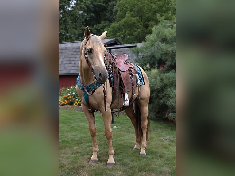 American Quarter Horse Gelding 9 years Palomino in Dundee, OH