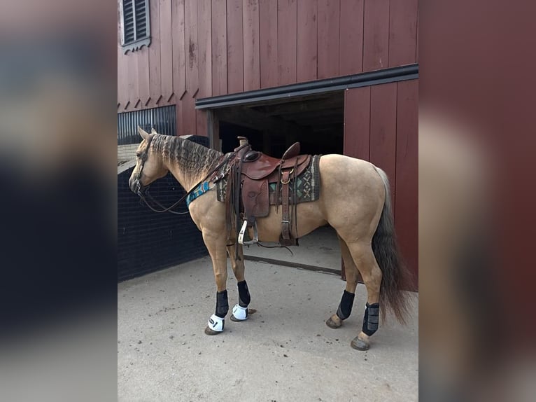 American Quarter Horse Gelding 9 years Palomino in Dundee, OH
