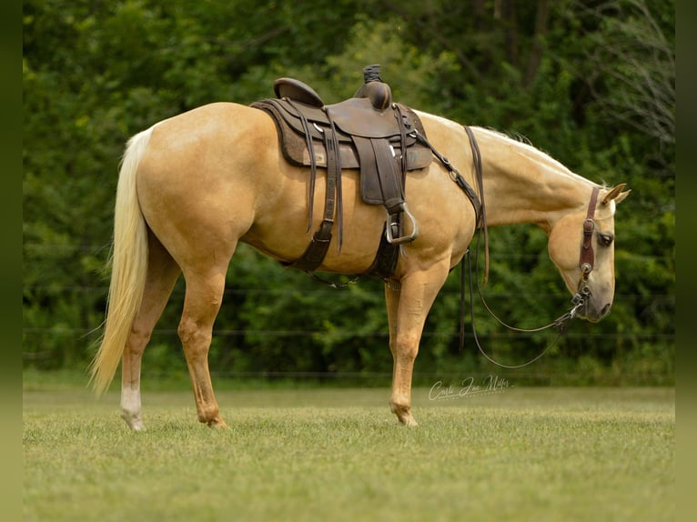 American Quarter Horse Gelding 9 years Palomino in Fariana IL