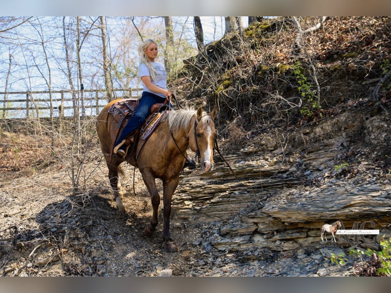 American Quarter Horse Gelding 9 years Palomino in North Bloomfield