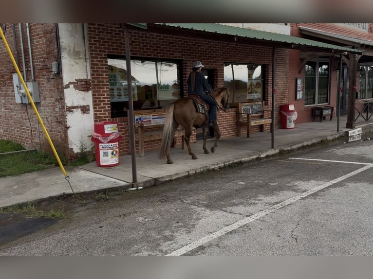 American Quarter Horse Gelding 9 years Palomino in Ponder, TX