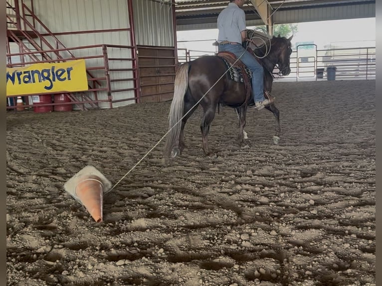 American Quarter Horse Gelding 9 years Palomino in Ponder, TX