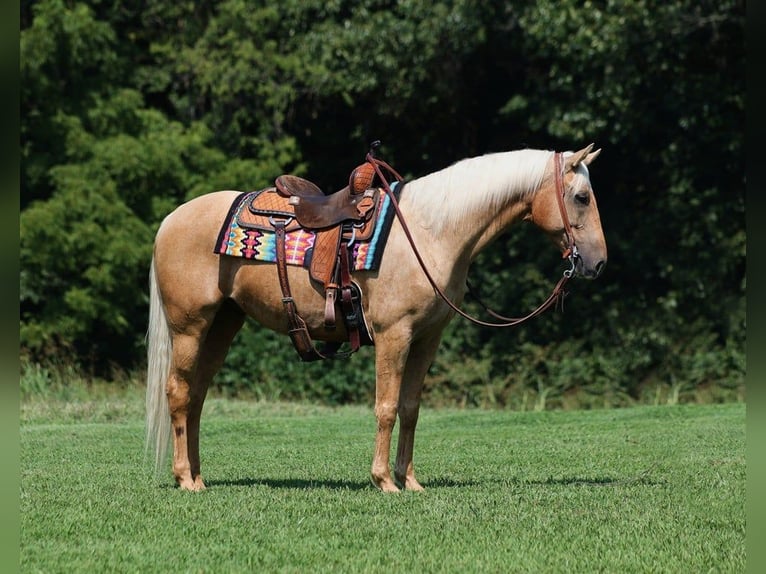 American Quarter Horse Gelding 9 years Palomino in Brodhead