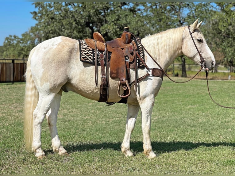 American Quarter Horse Gelding 9 years Palomino in Jacksboro TX