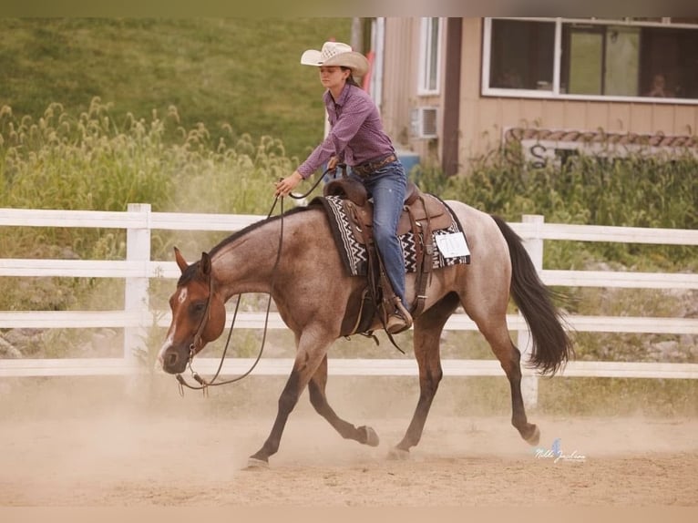 American Quarter Horse Gelding 9 years Roan-Bay in Stephenville