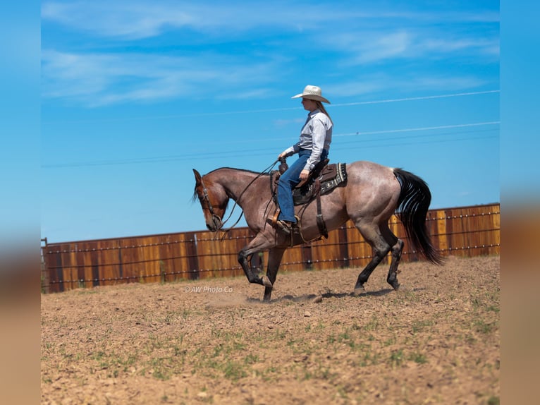 American Quarter Horse Gelding 9 years Roan-Bay in Stephenville
