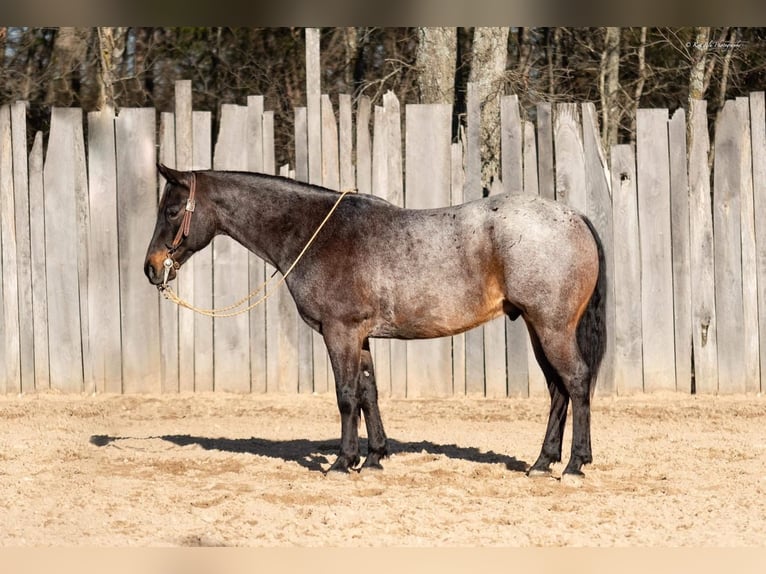 American Quarter Horse Gelding 9 years Roan-Bay in Buffalo, MO
