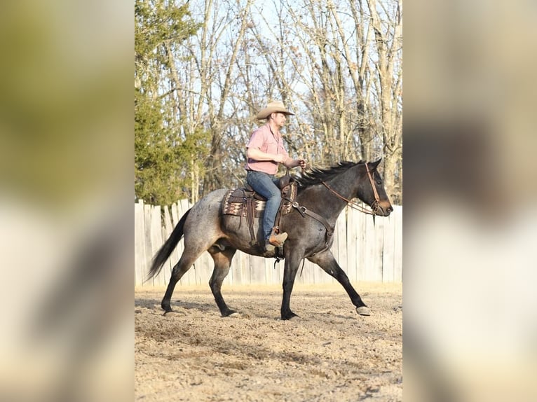 American Quarter Horse Gelding 9 years Roan-Bay in Buffalo, MO